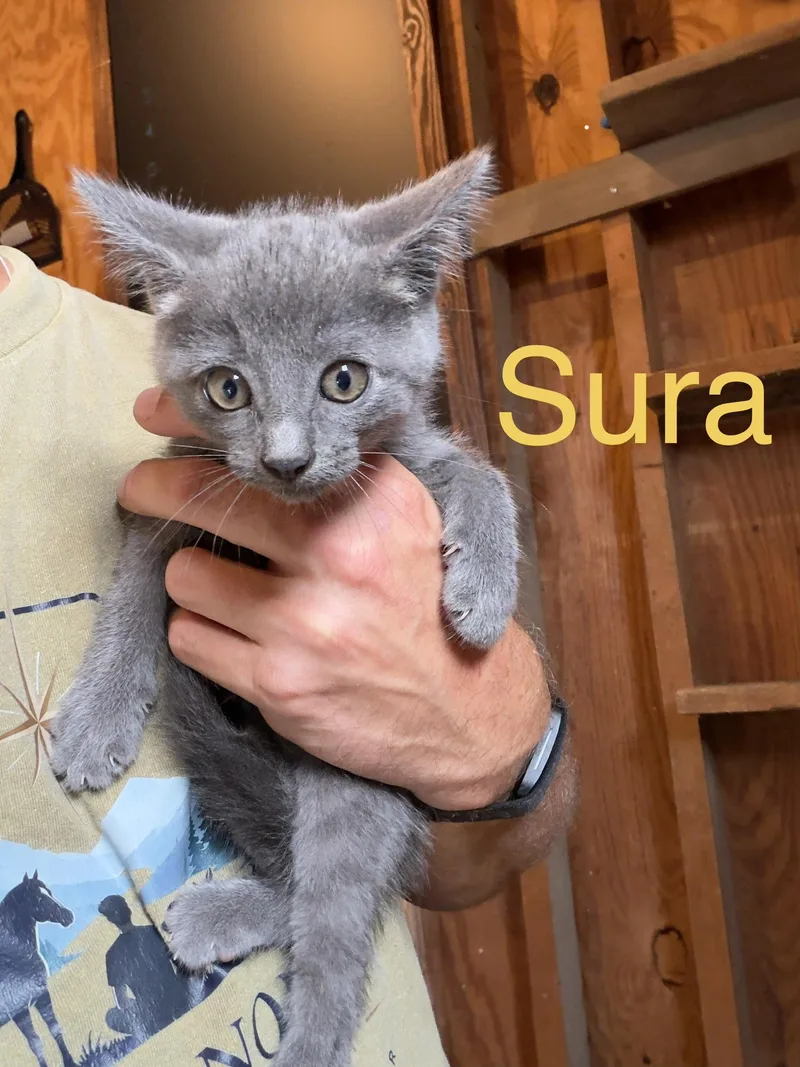 A baby medium-sized female Gray / Blue / Silver Domestic Short Hair cat named Sura for adoption