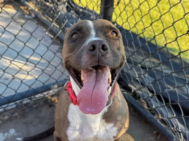 An adult medium-sized female Pit Bull Terrier dog named Acorn for adoption in Tulsa, OK