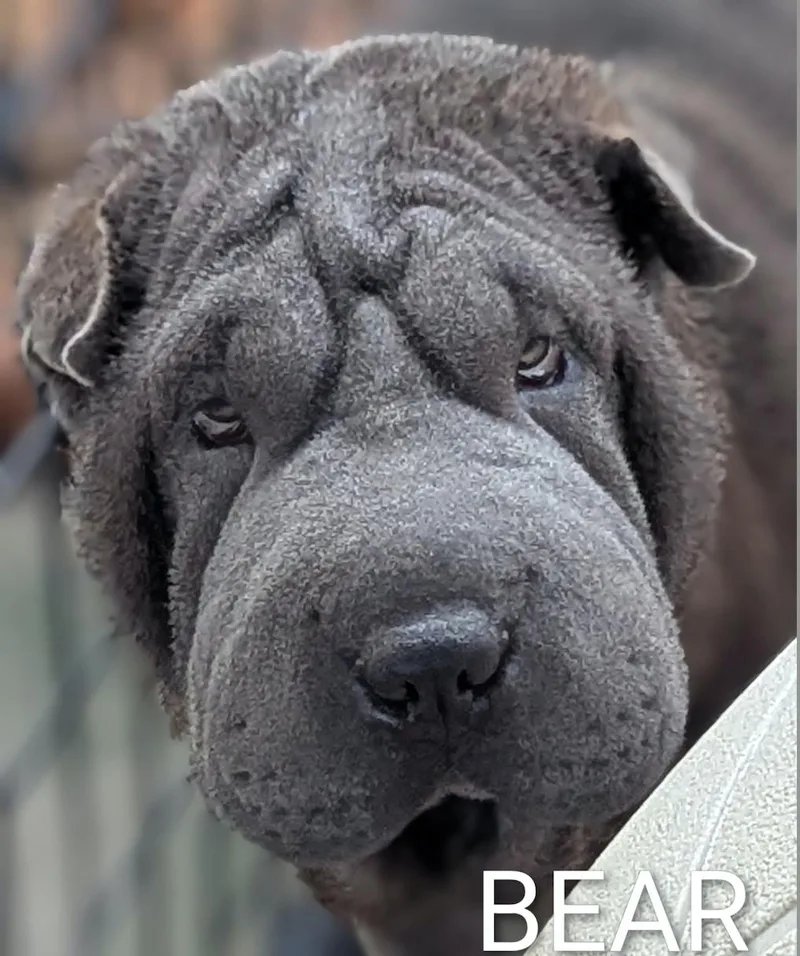 Bear