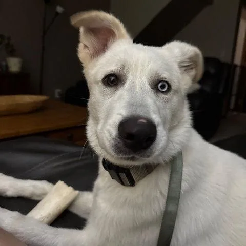 A young small-sized male White / Cream Great Pyrenees dog named Todd D for adoption in Princeton, MN