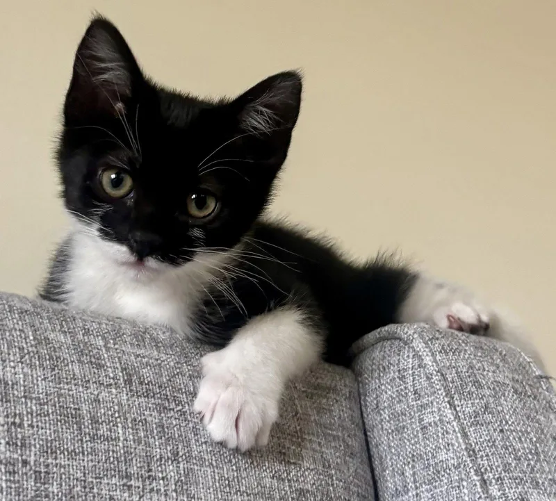 A young medium-sized male Domestic Short Hair cat named Bruce for adoption in Phoenix, AZ