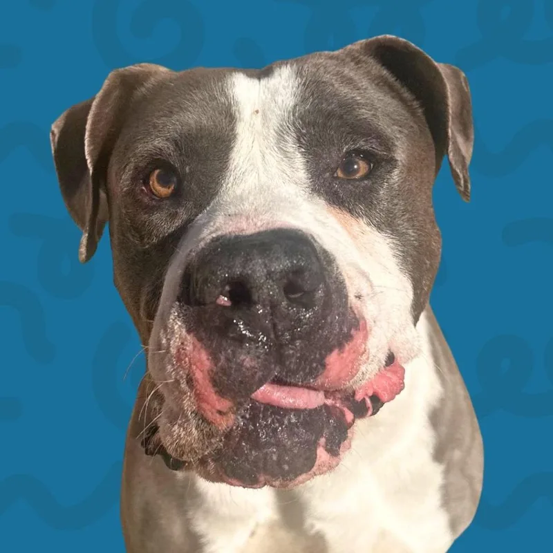 A senior large-sized male Gray / Blue / Silver Pit Bull Terrier dog named Ray for adoption in Reno, NV