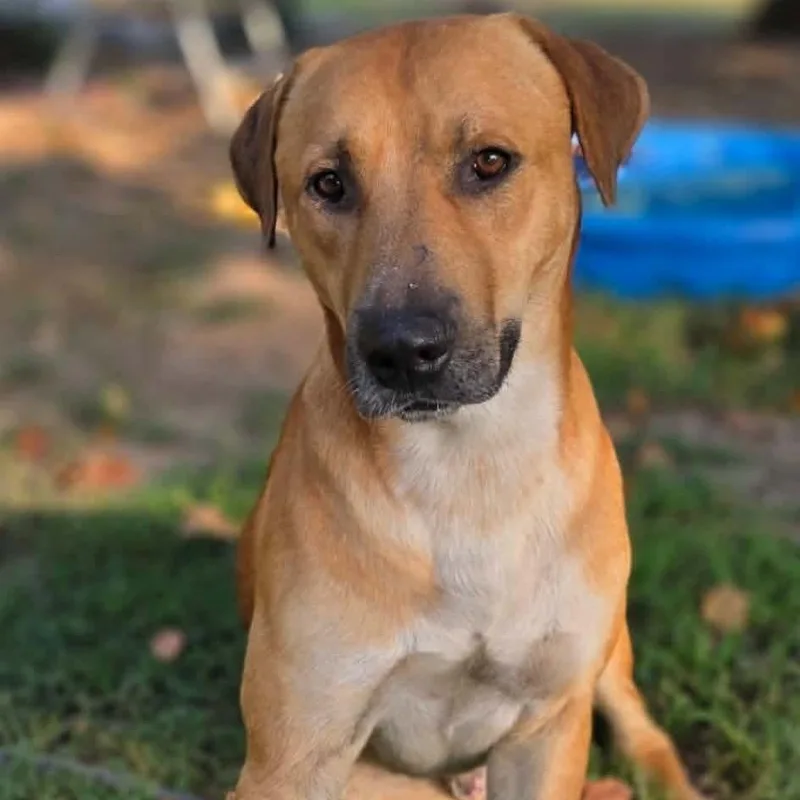 An adult large-sized male Yellow / Tan / Blond / Fawn Black Mouth Cur dog named Cupcake for adoption in Hackett, AR