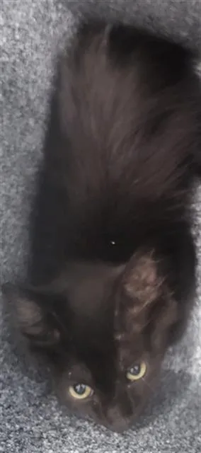 A baby medium-sized male Domestic Long Hair cat named Hero for adoption in Dallas, TX
