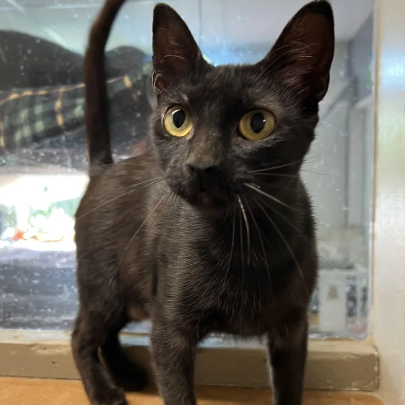 A baby small-sized female Black Domestic Short Hair cat named Savannah for adoption in Spencer, IA