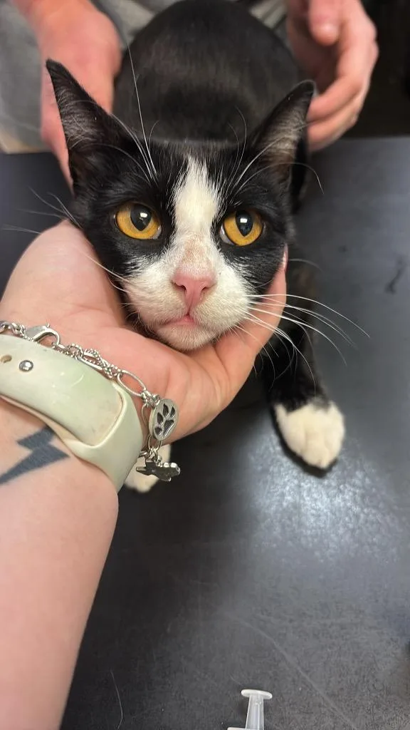 A young medium-sized female Domestic Short Hair cat named Clementine for adoption in New Braunfels, TX