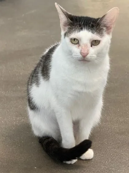 An adult small-sized female Domestic Short Hair cat named Ryo for adoption in West Chester, PA