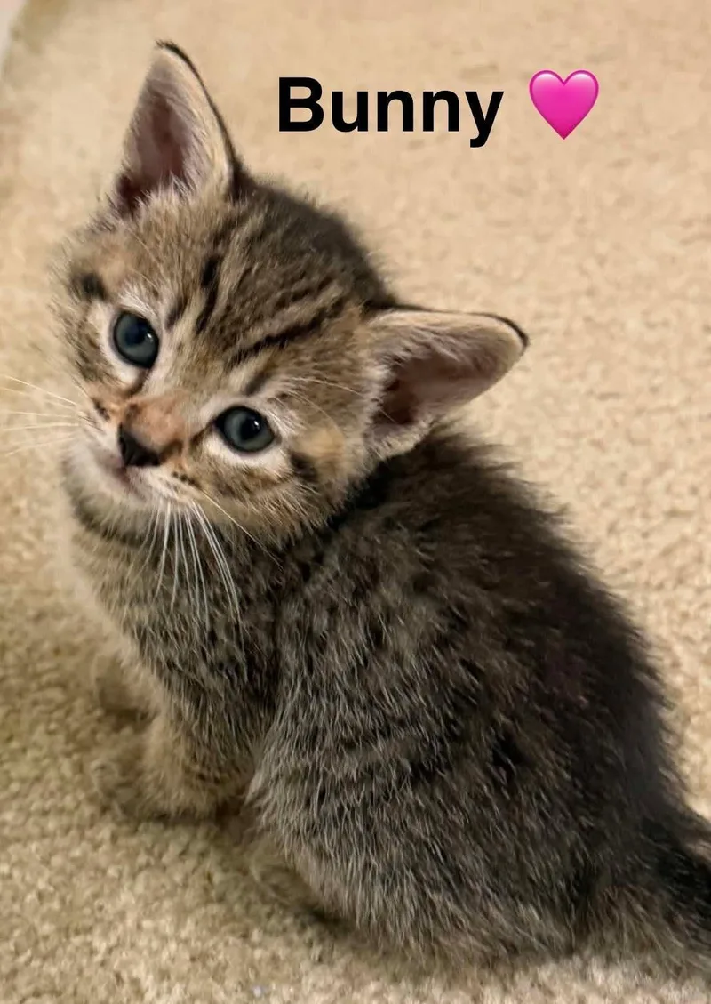 A baby small-sized male Tabby cat named Baxter for adoption in Beckley, WV