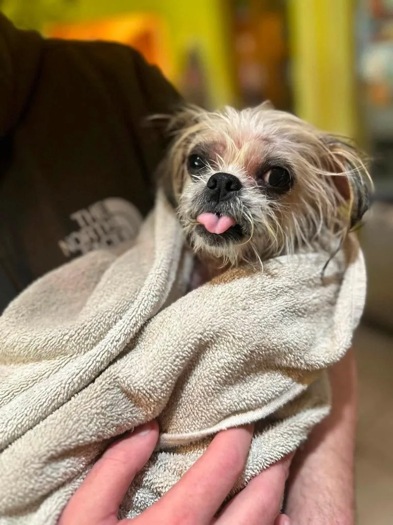 A senior small-sized female Shih Tzu dog named Mags for adoption in Bryan, TX