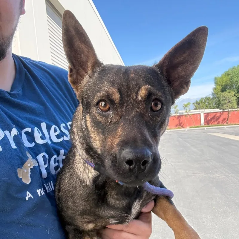 Gingercity Of Industry