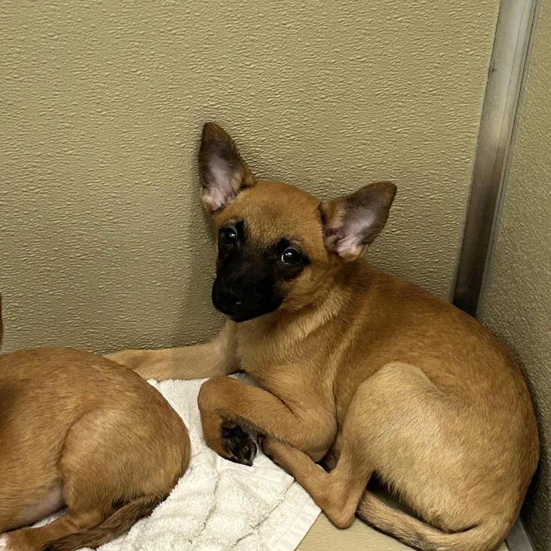 A baby small-sized male Yellow / Tan / Blond / Fawn Cattle Dog dog named Surge for adoption in Durango, CO