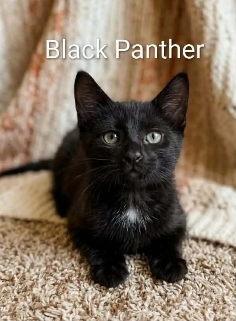 Black Panther
