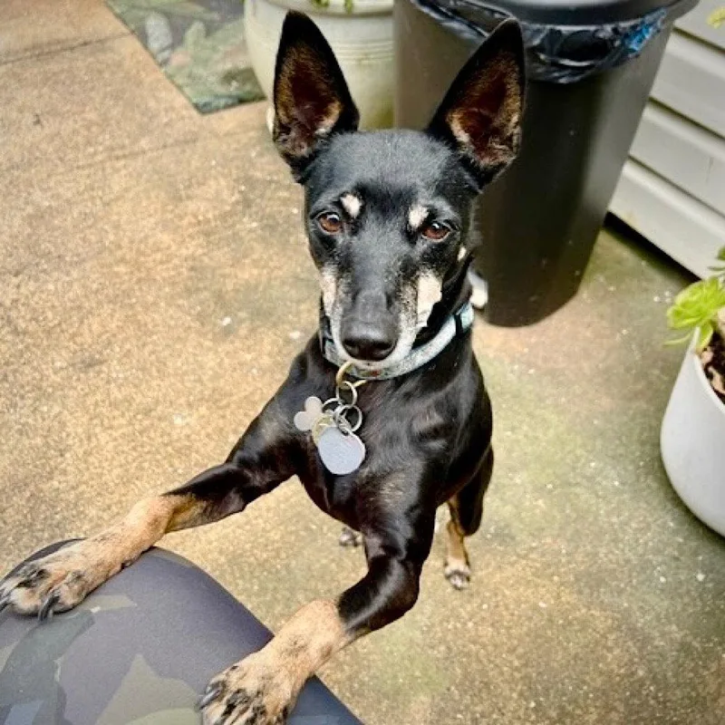 An adult small-sized female Bicolor Rat Terrier dog named Lola for adoption in Atlanta, GA
