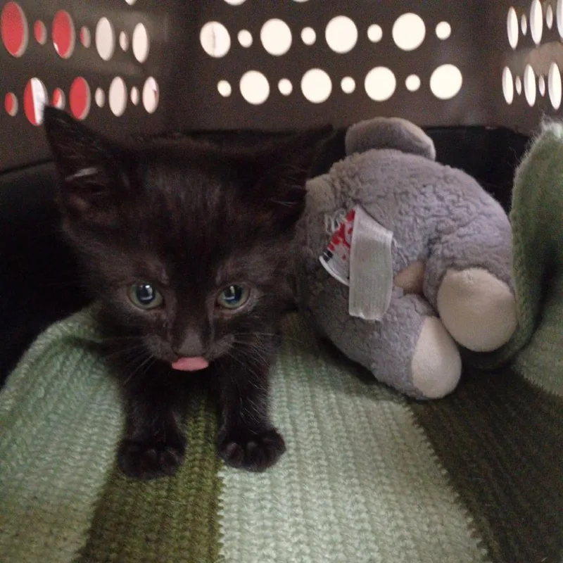 A baby small-sized female Black Domestic Short Hair cat named Salem for adoption in Lynchburg, VA