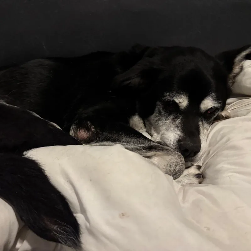 A senior medium-sized male Black Mixed Breed dog named Roybert for adoption in Tunkhannock, PA