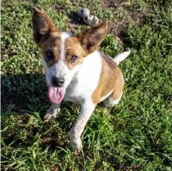 A young medium-sized female Brown / Chocolate Australian Cattle Dog / Blue Heeler dog named Sweet Pea for adoption in Chillicothe, MO