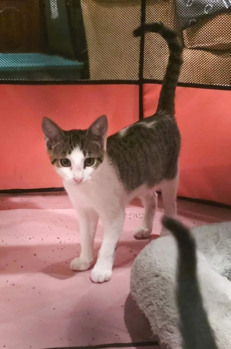 A young medium-sized male Tabby (Brown / Chocolate) Domestic Short Hair cat named Lightning for adoption in Marietta, GA