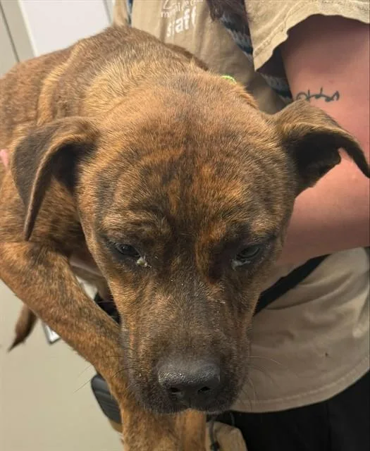 A young large-sized female Hound dog named Ashanti for adoption in Tucson, AZ