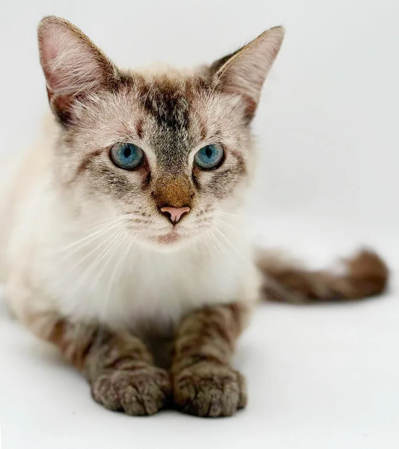 A young medium-sized male Blue Point Ragdoll cat named Scrounge has a silly for adoption in Bedford Hills, NY
