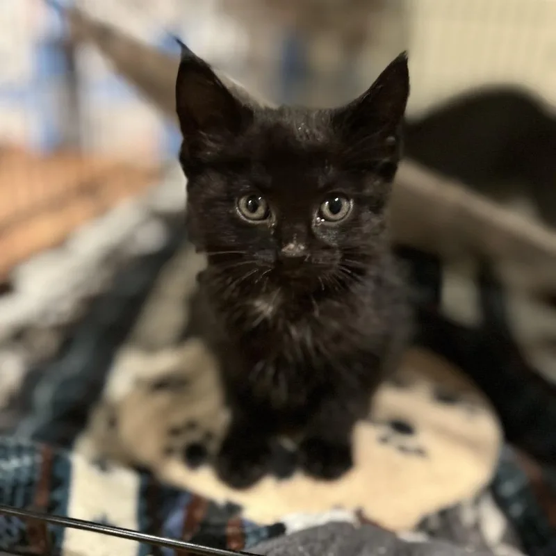 A baby small-sized male Black Domestic Short Hair cat named Timmy Tomato for adoption in Waukesha, WI