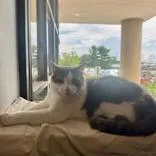 An adult large-sized male Gray & White Domestic Short Hair cat named Greyson for adoption in Hilliard, OH