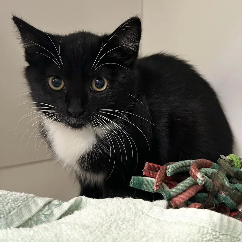 A baby small-sized male Black Domestic Short Hair cat named Barlow for adoption in Manassas, VA