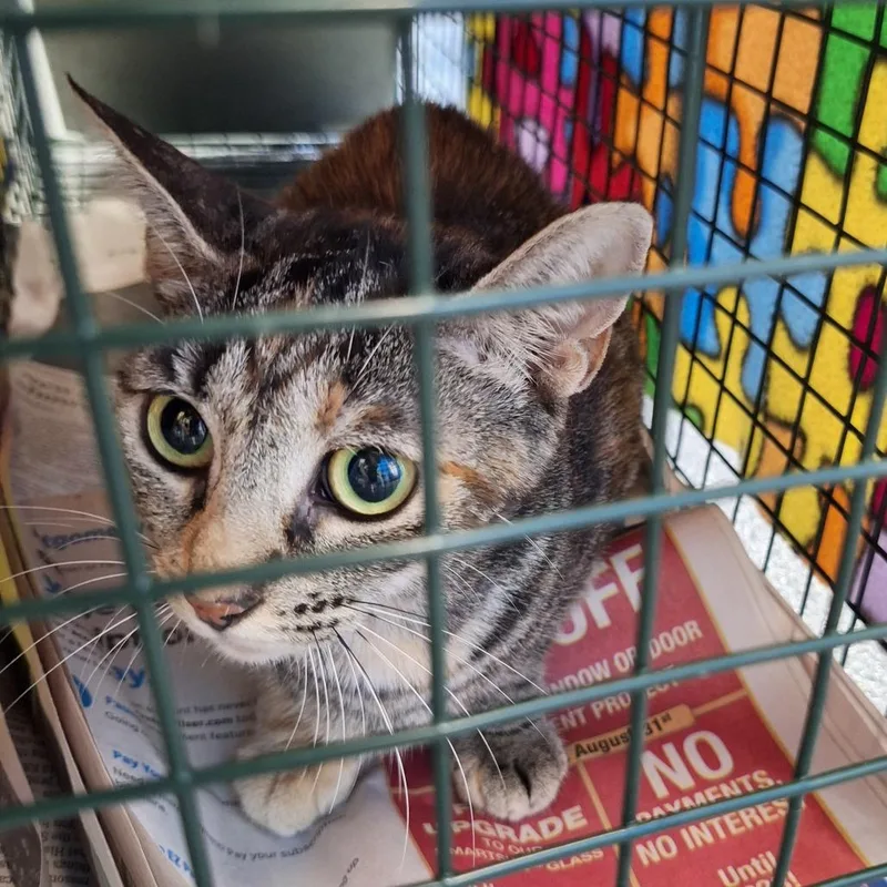 An adult small-sized female Tortoiseshell Domestic Short Hair cat named Nacho for adoption in Montgomery, AL