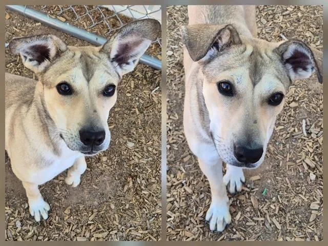 A young small-sized female Pit Bull Terrier dog named Crisp for adoption in Albuquerque, NM