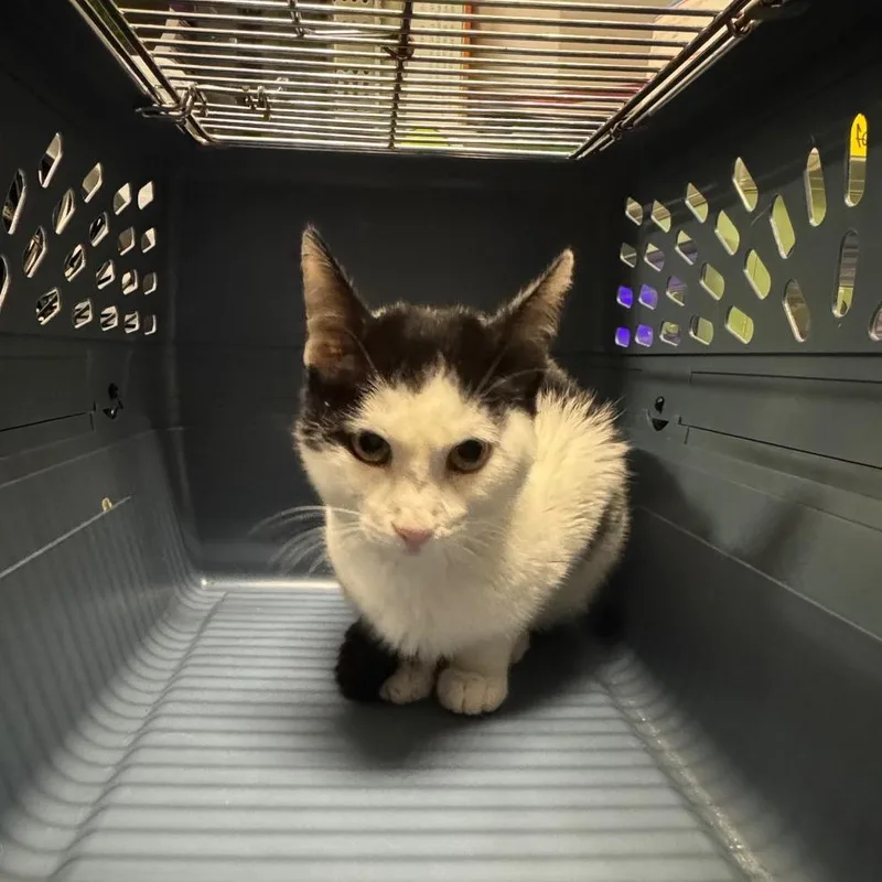 Heartley thumbnail 2