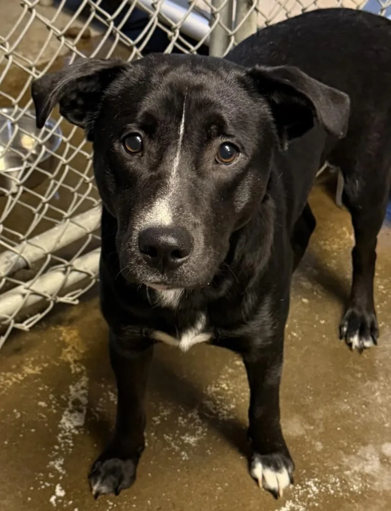 A young medium-sized male Black Retriever dog named Rob HOLD for adoption in Canton, OH
