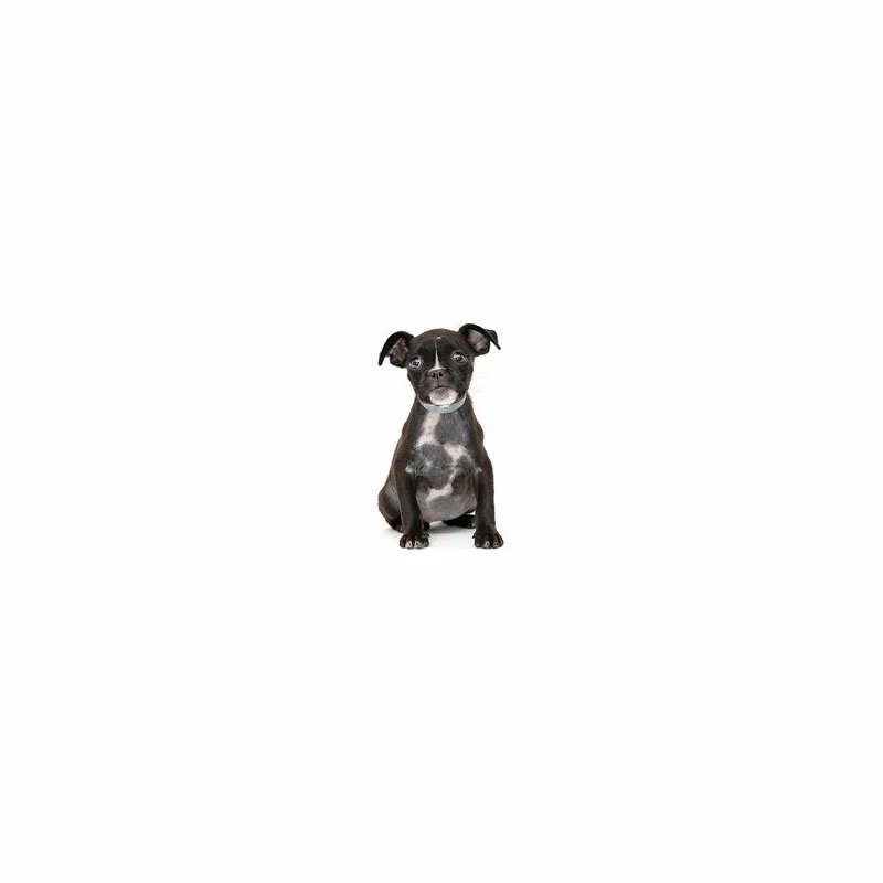 A baby small-sized female Boston Terrier dog named Autumn for adoption in Playa Vista, CA