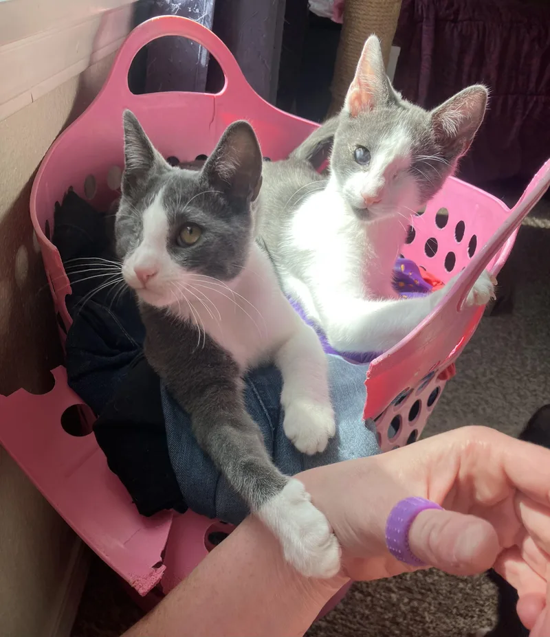 A baby medium-sized male Gray & White Domestic Short Hair cat named Sherlock for adoption in Hillsboro, OR