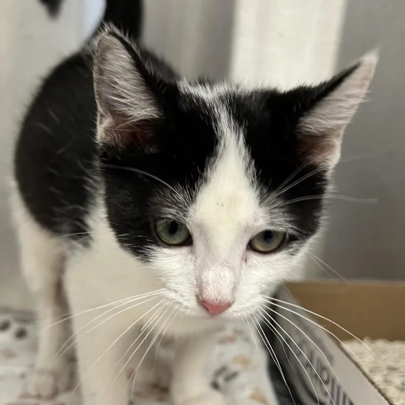 A baby medium-sized female Black Domestic Short Hair cat named Jade for adoption in Kansas City, KS