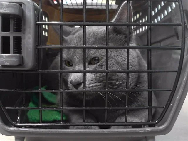A young small-sized male Domestic Short Hair cat named Danny for adoption in Omaha, NE