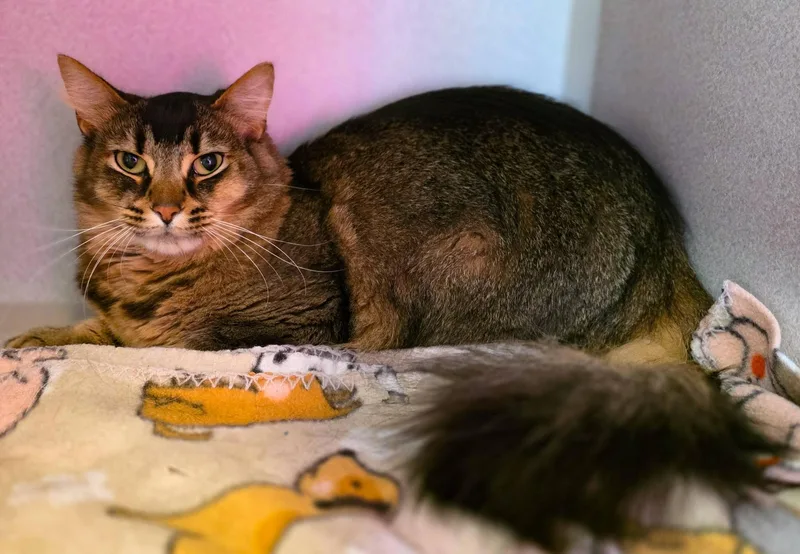 An adult large-sized male Tabby (Brown / Chocolate) Domestic Long Hair cat named Kevin for adoption in Sterling Heights, MI