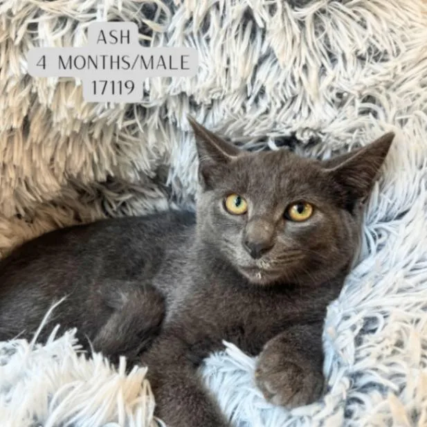 A young medium-sized male Gray / Blue / Silver Domestic Short Hair cat named Ash for adoption in Supply, NC