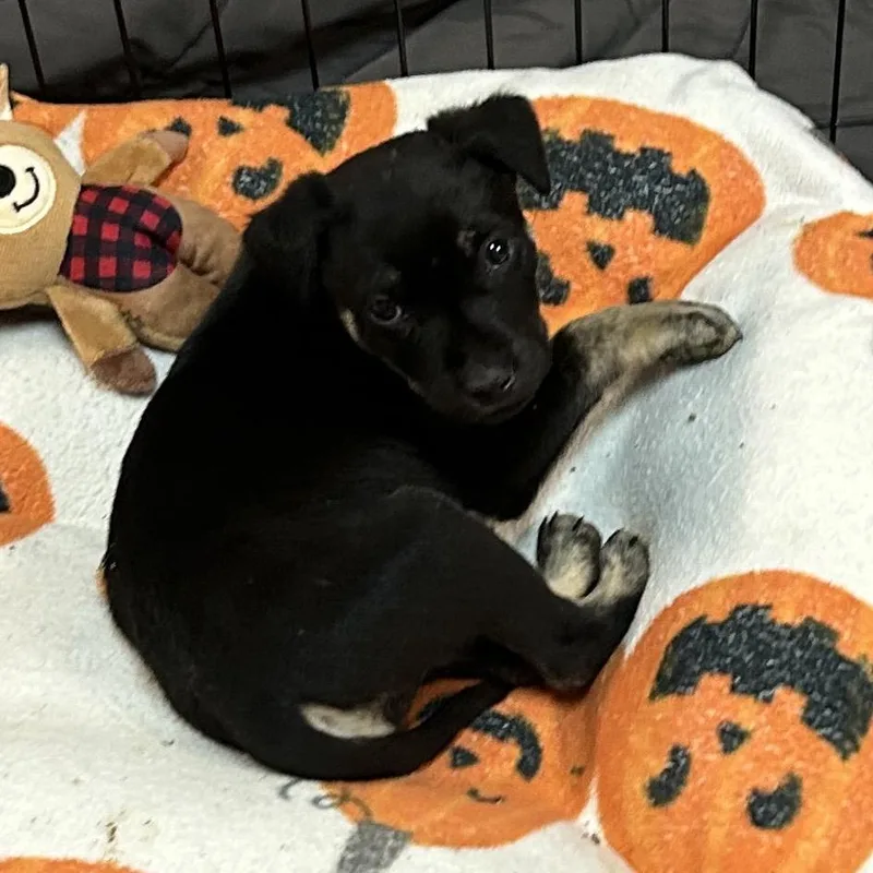 A baby small-sized male Black Mixed Breed dog named Texas for adoption in Flagstaff, AZ
