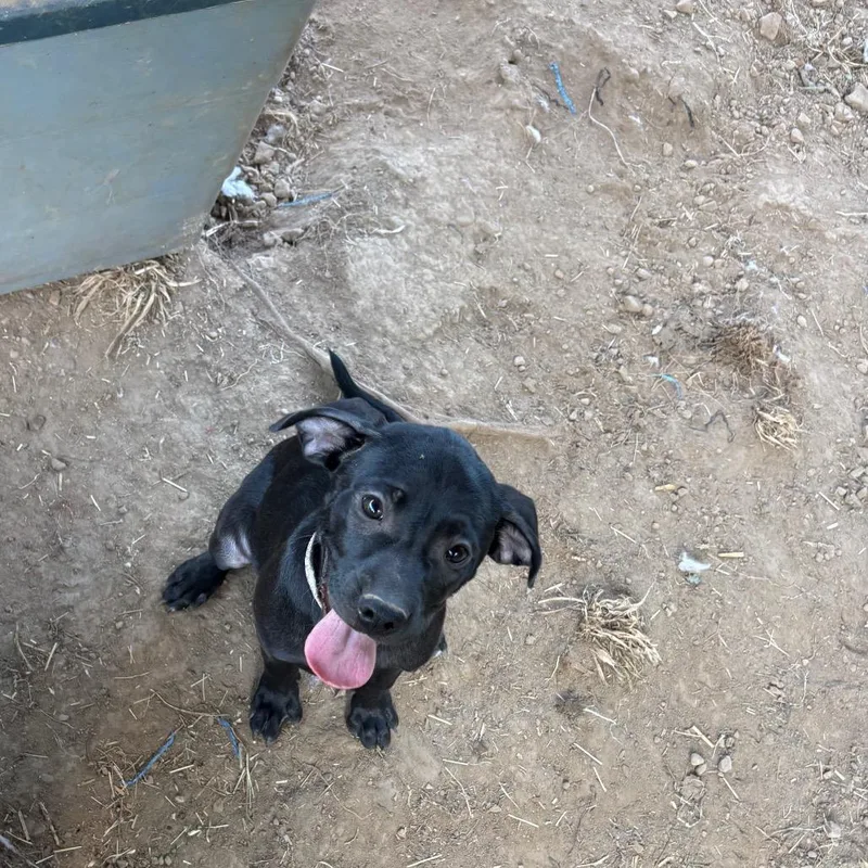 A baby small-sized female Black Labrador Retriever dog named Trapper for adoption in Parrish, AL
