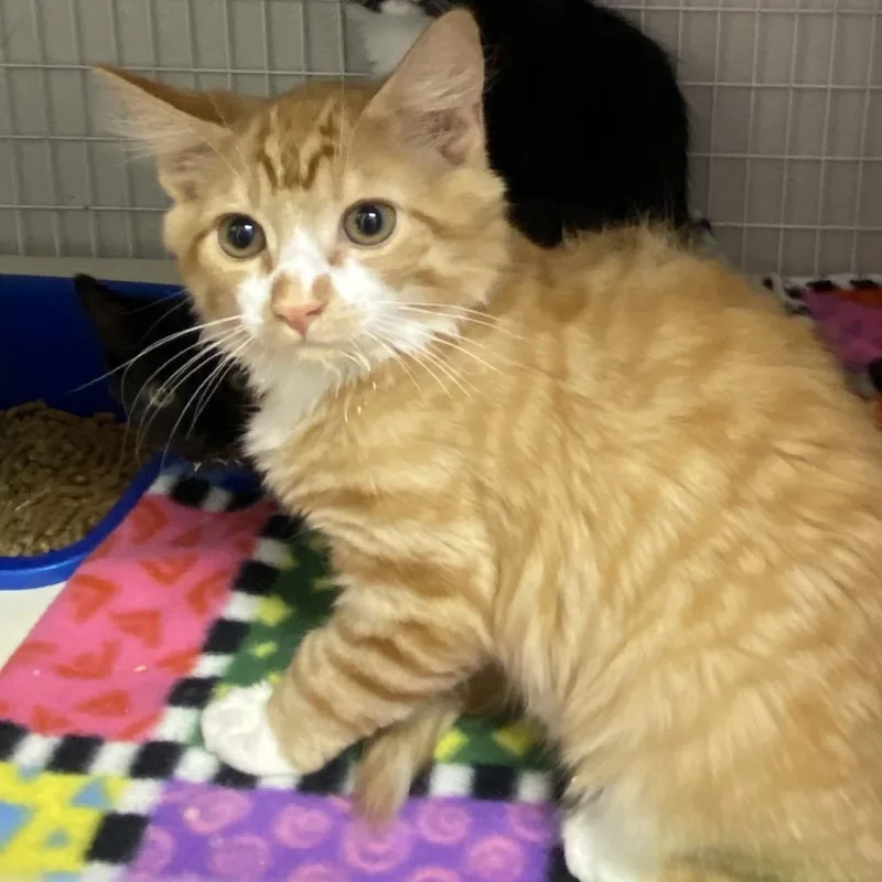 A baby small-sized male Domestic Long Hair cat named Ruler for adoption in Columbiana, AL