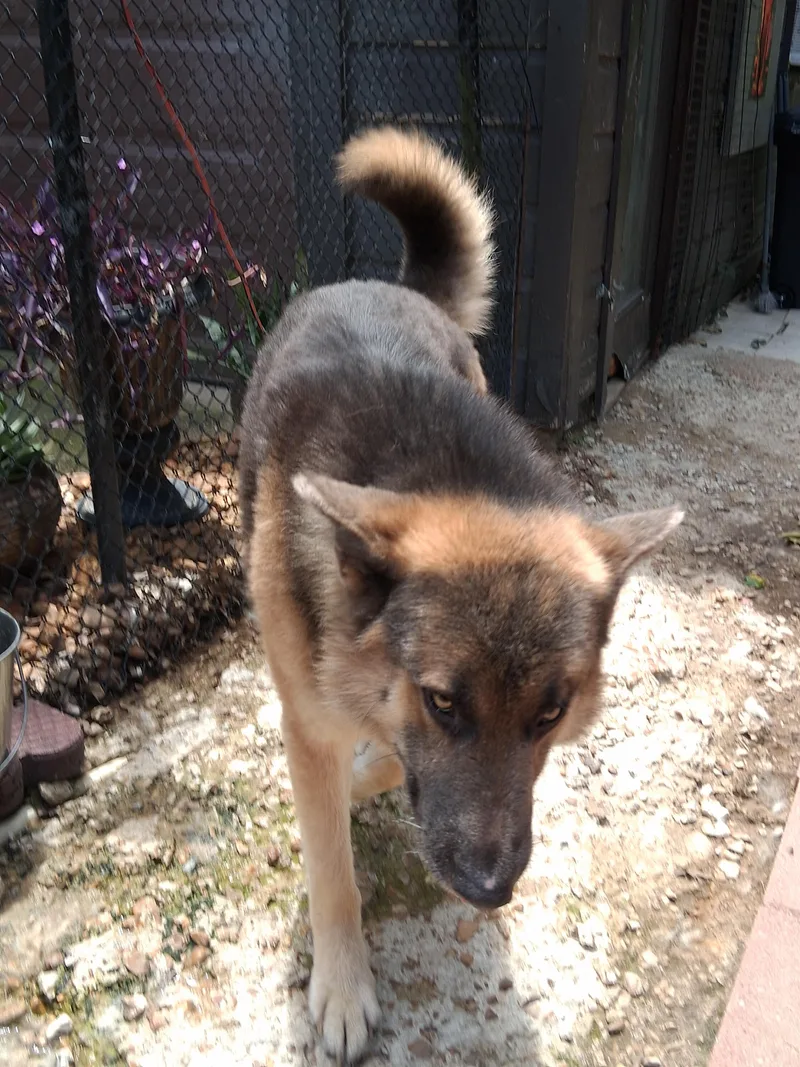 An adult large-sized male Brindle Belgian Shepherd / Tervuren dog named Beau for adoption in Memphis, TN