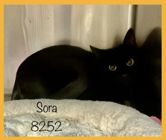 A young medium-sized female Black Domestic Short Hair cat named Sora for adoption in Marietta, GA