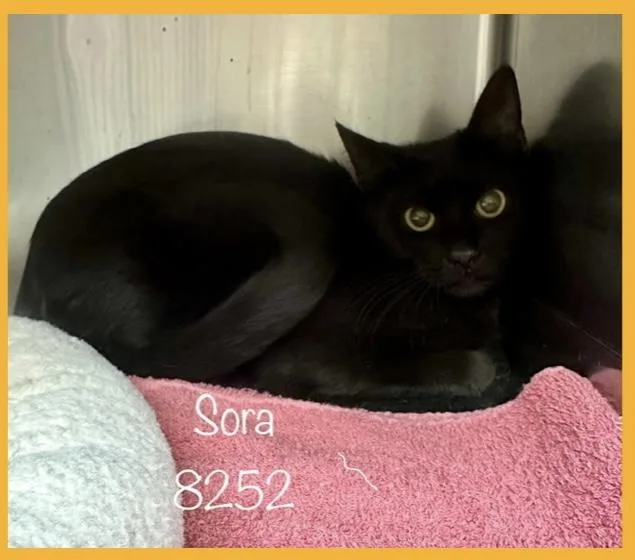 Sora thumbnail 2