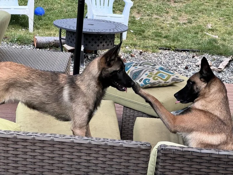 A baby small-sized male Belgian Shepherd / Malinois dog named Echo  Located in for adoption in BELLINGHAM, WA