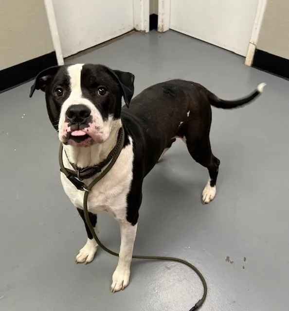 An adult large-sized male Black Pit Bull Terrier dog named Bosco for adoption in Phoenix, OR