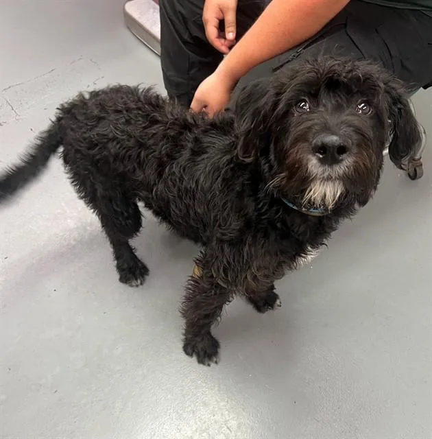 A young medium-sized male Black Poodle dog named Oliver for adoption in Phoenix, OR