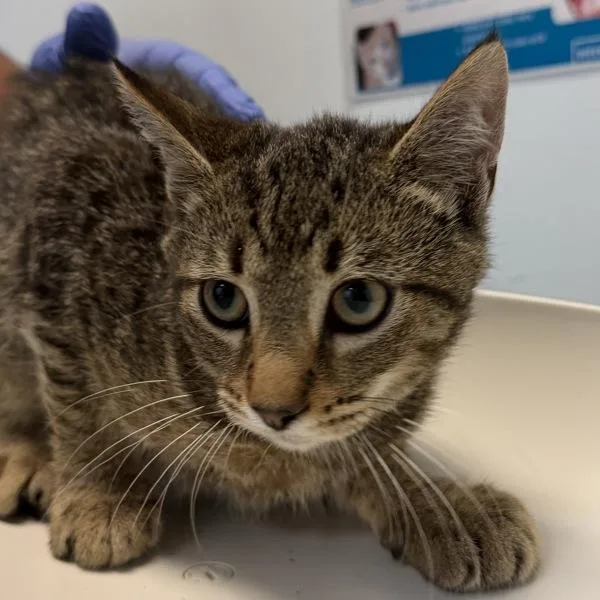 A baby small-sized male Domestic Short Hair cat named Cosmo for adoption in San Diego, CA