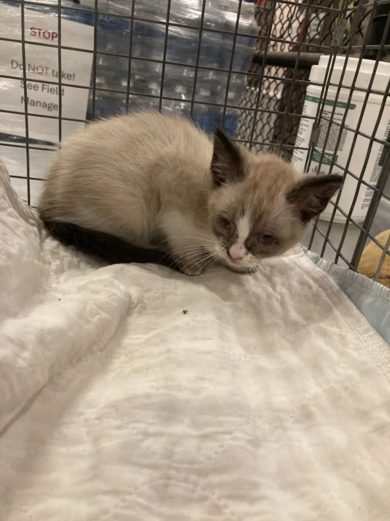 A baby medium-sized female Siamese cat named Shiva for adoption in Dallas, TX