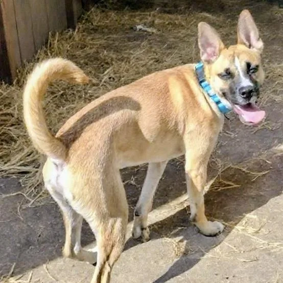 A young medium-sized male Black Husky dog named Poochie for adoption in Houston, TX