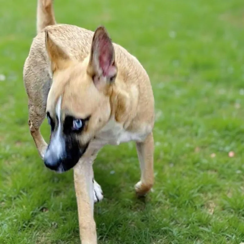 Poochie thumbnail 3
