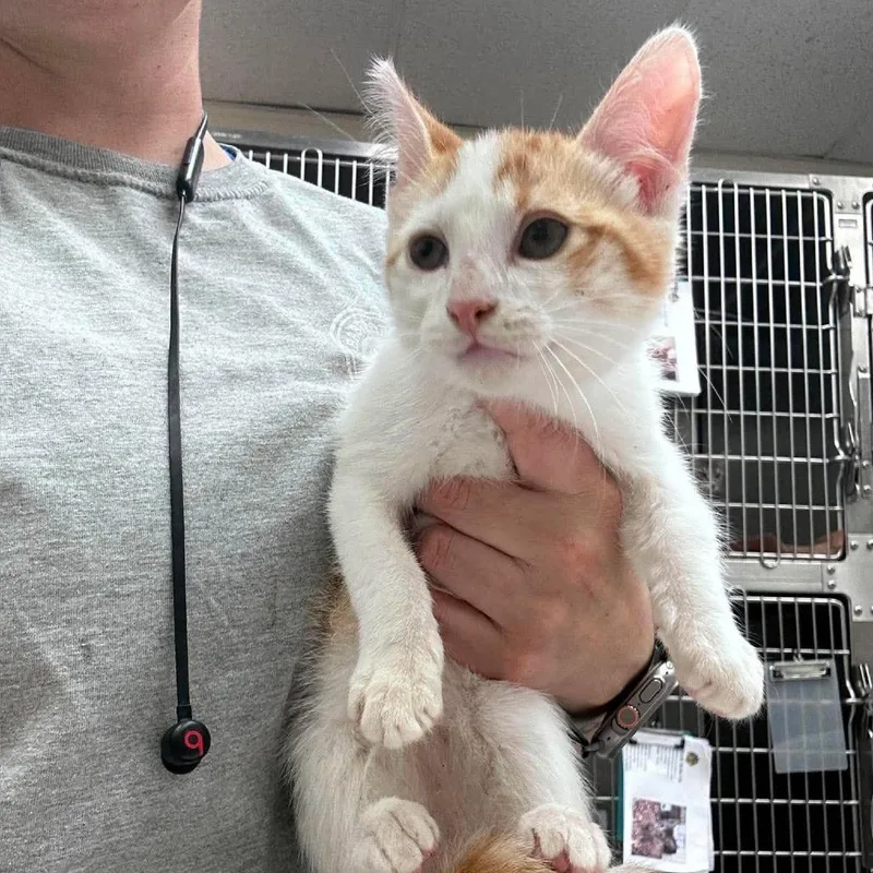 A baby small-sized male Orange / Red Domestic Short Hair cat named Paprika for adoption in Bastrop, TX